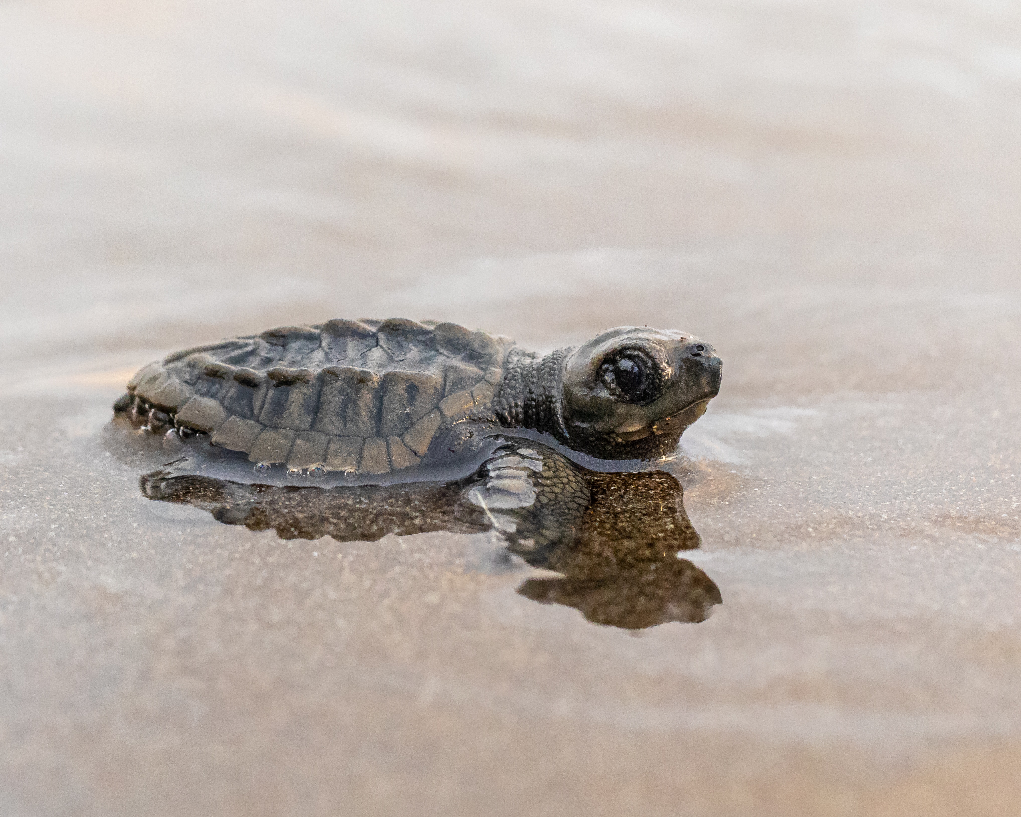 Olive Rideley Turtle